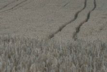 le chemin dans le bl.jpg